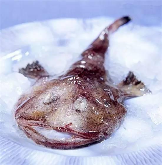 知識庫｜奇丑卻極美味的魚，餐廳趕緊上新菜！