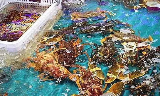 海鮮之戰(zhàn)：上半場活鮮炒作已曲終，下半場冷凍海鮮厚積薄發(fā)？|餐飲界