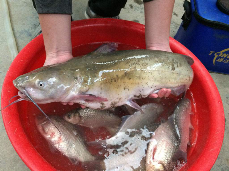 香港一餐廳用鯰魚(yú)肉冒充石斑魚(yú)肉賣(mài) 海關(guān)拘捕2人