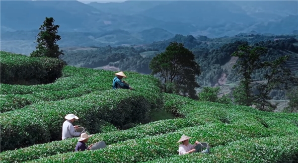 奢配180斤茉莉花，檸季讓香氣沉浸至最后一口
